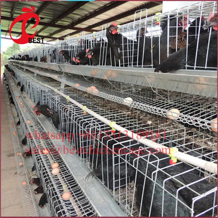 Professional farming house feed system 4tier chicken cage coop for wholesales