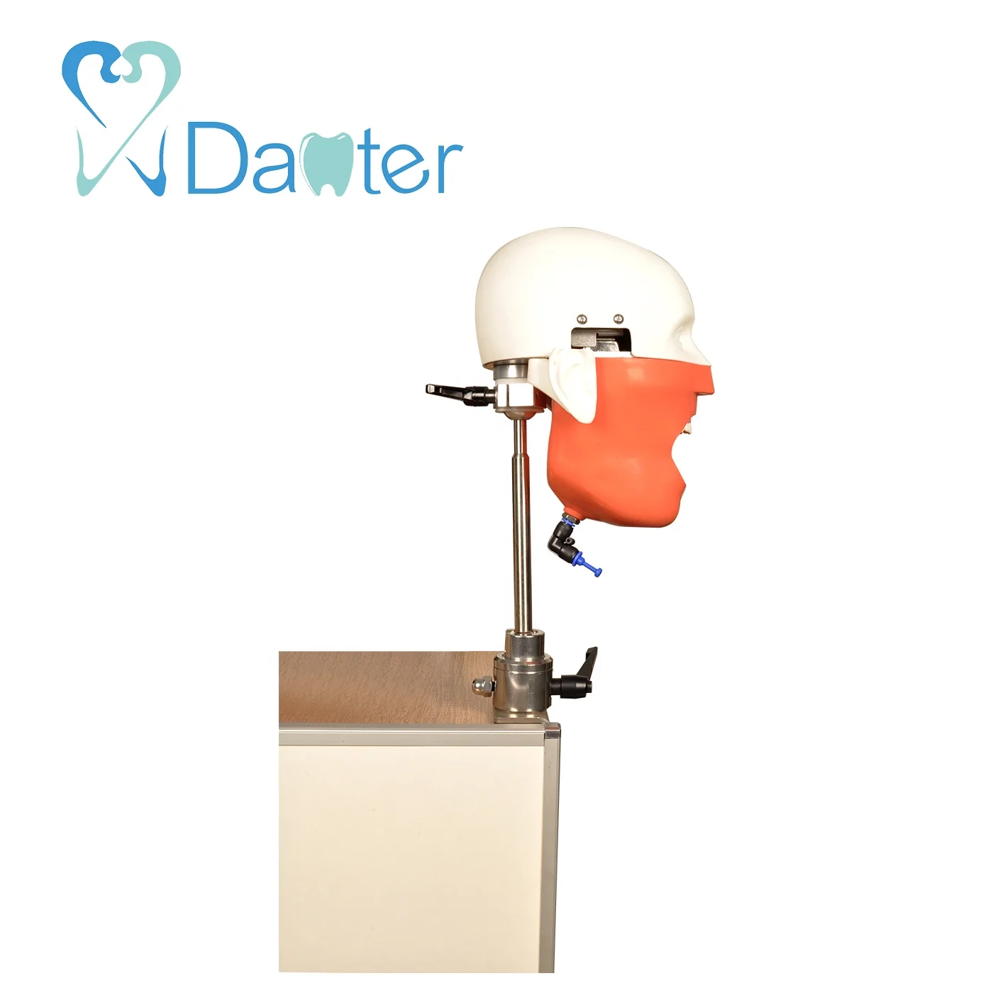 2018 High Quality Bench Mounted Phantom Head  Model Simple Manikin Kit for Dentist Education