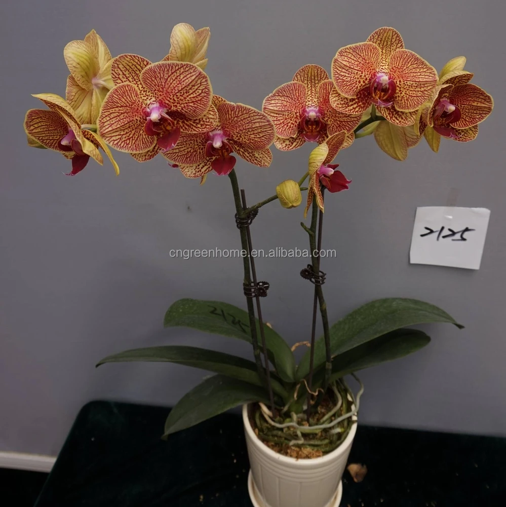Phalaenopsis seedling