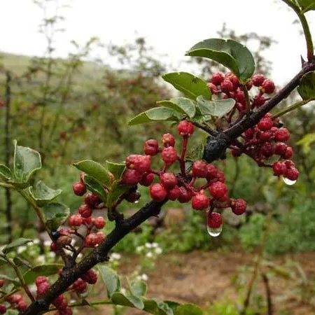 
Good price wholesale China origin food spice Chinese prickly ash 