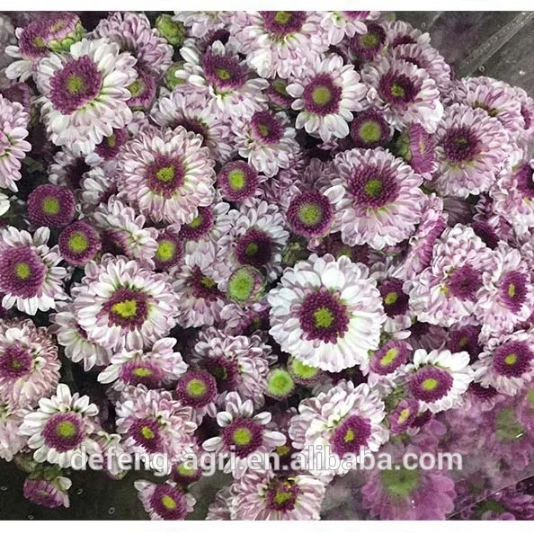 Chrysanthemum long stem flowers fresh cut flowers