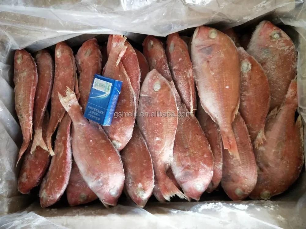 
New Product Type Fish Frozen fresh red seabream fish 300-500g for seafood importers 