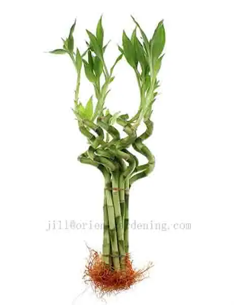30cm 40cm 50cm 60cm green Spiral lucky bamboo DRACAENA SANDERIANA wholesale from Zhanjiang city