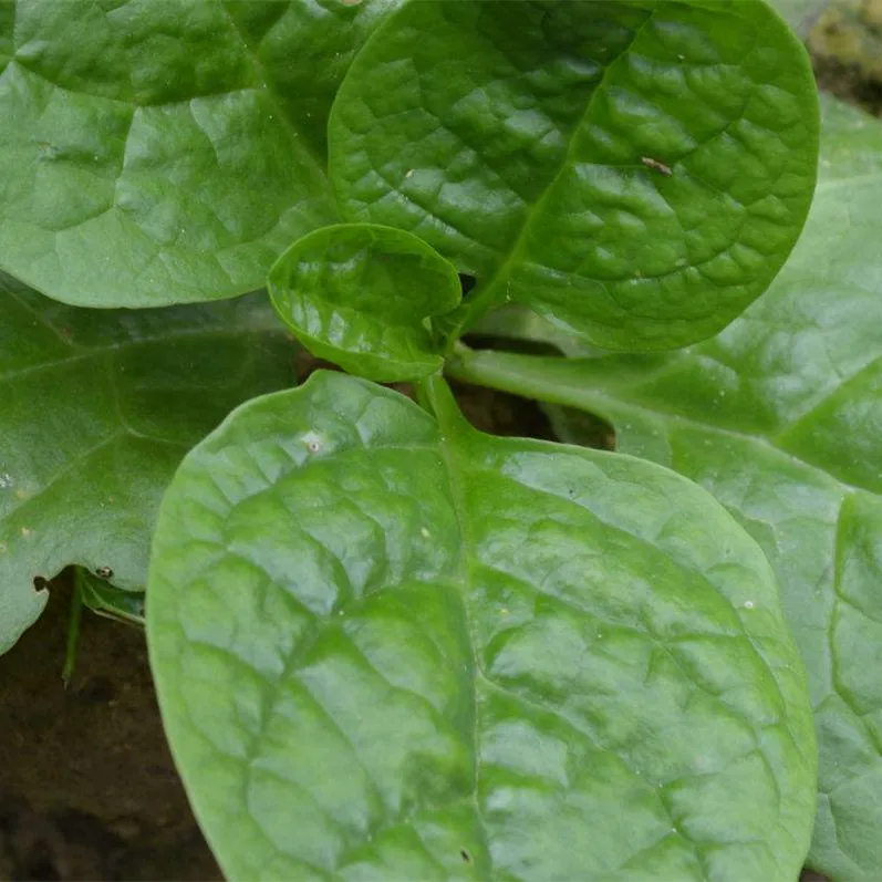 Shanghai Herbary продажа разных типов овощей, свежие семена шпината Malabar