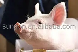 
Feed grade Glucose oxidase enzyme for animal feed additive 