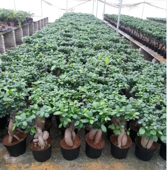 Декоративные растения хорошей формы для дома и улицы, женьшень фикус бонсай