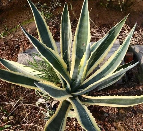 
Natural plants Agave americana var marginta for sale 