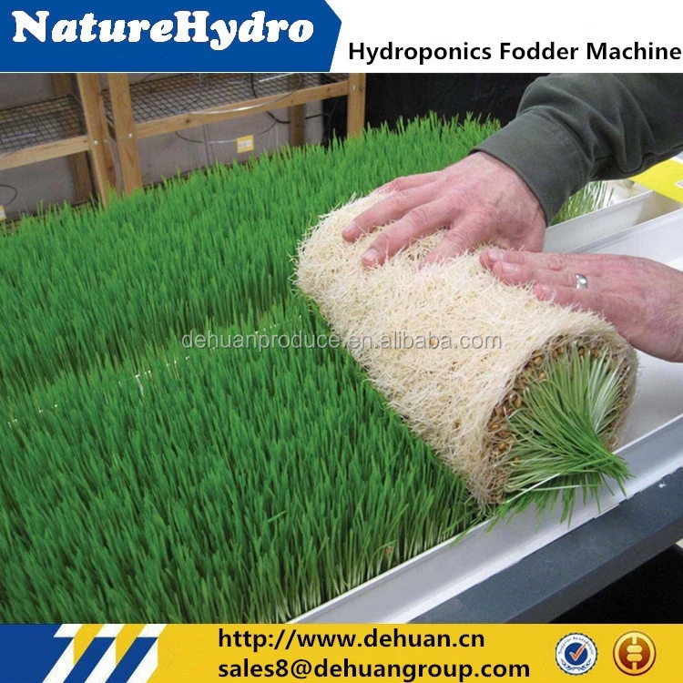 Hot sale commercial bean sprout machine /hydroponic fodder machine in greenhouse