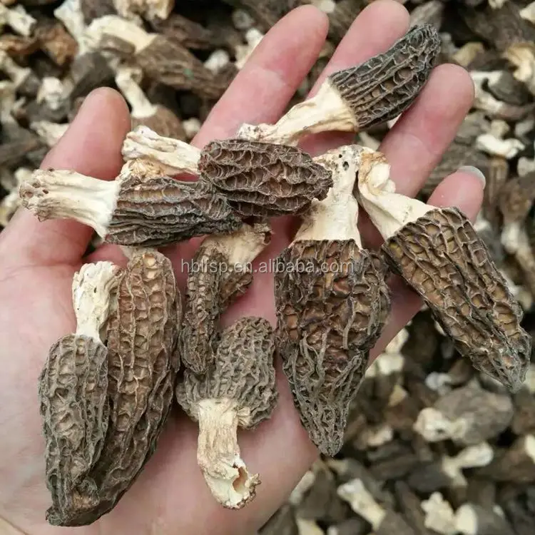 
3-5CM Cap Cultivated Dried Morel Mushroom Buyers 