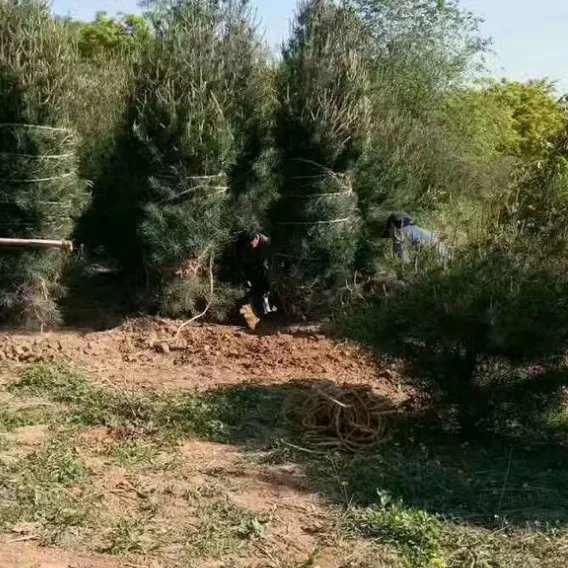 
Bai Pi Song Chinese High Sprouting White Bark Pine Seeds / Pinus bungeana Seeds 