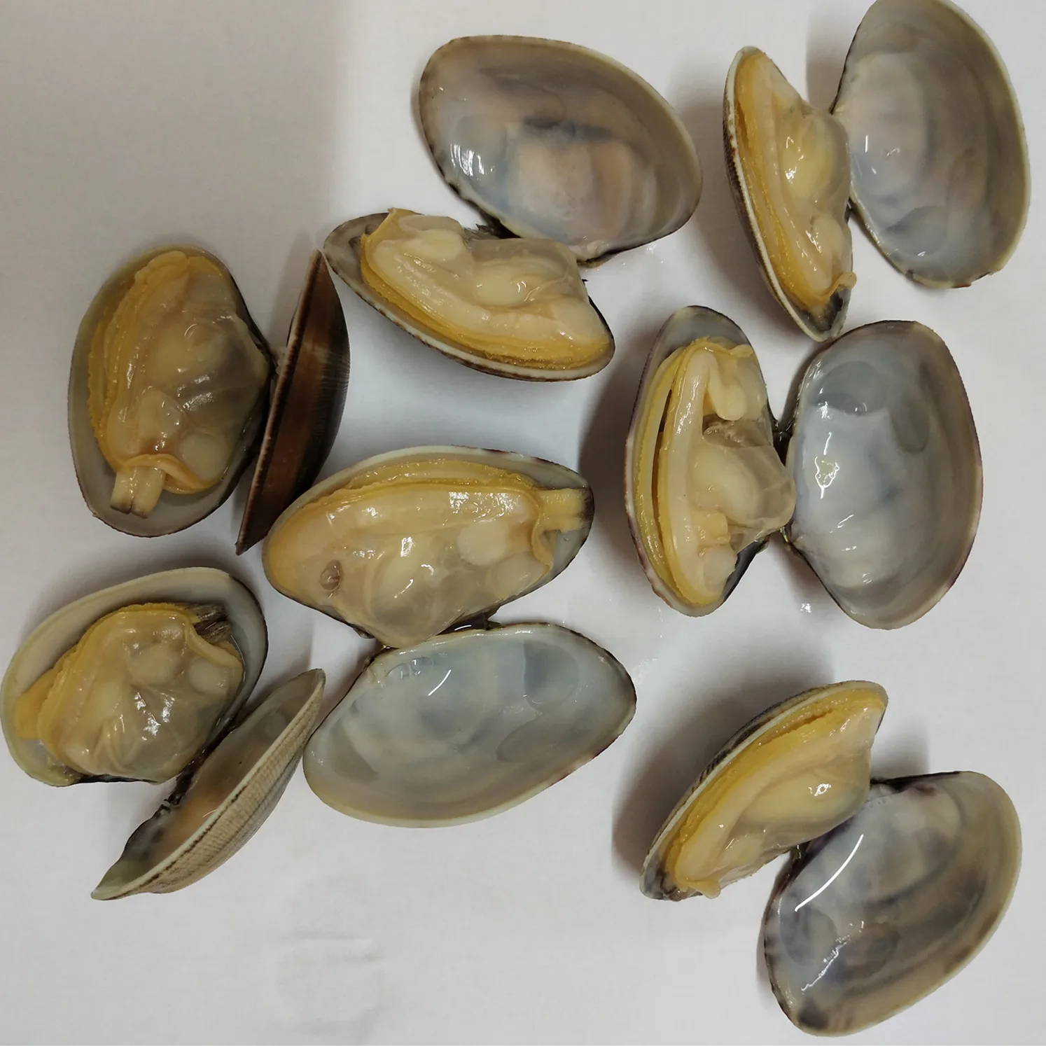 new frozen baby clams meat with shell