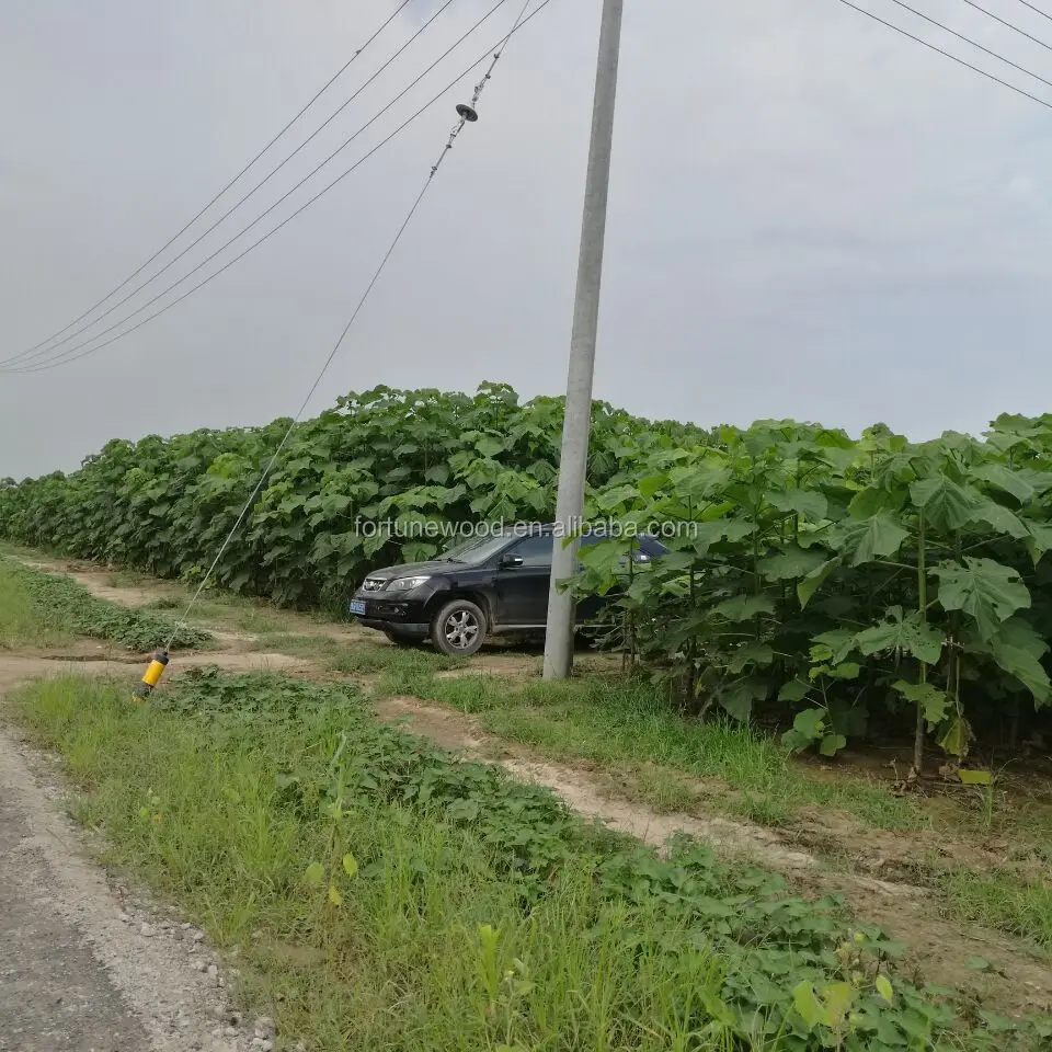 
 Китайский прямой продавец, устойчивый к холоду корень дерева адавонии относительной  