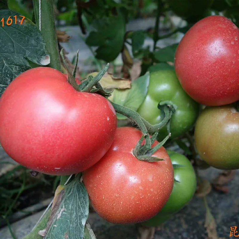 High Resistance High Yield  Tomato Seeds Red Tomato Seeds