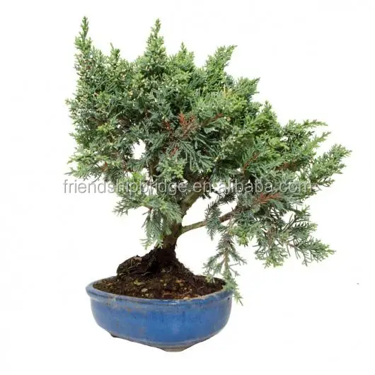 Pyranmidalis bonsai
