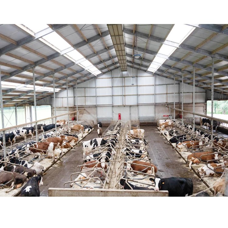 modern agriculture steel building Cattle Cow shed Dairy farm Building