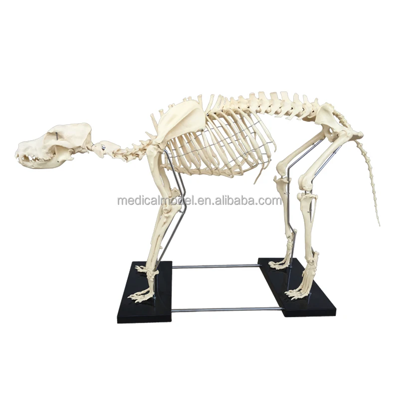 R190113 Veterinary Supply Animal Pet Dog Medical Anatomy Canine Skeleton Model
