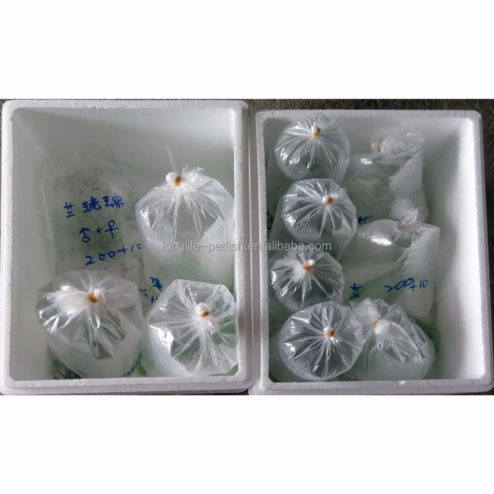 
Nice Labeotropheus Fuelleborni Katale For Sale 