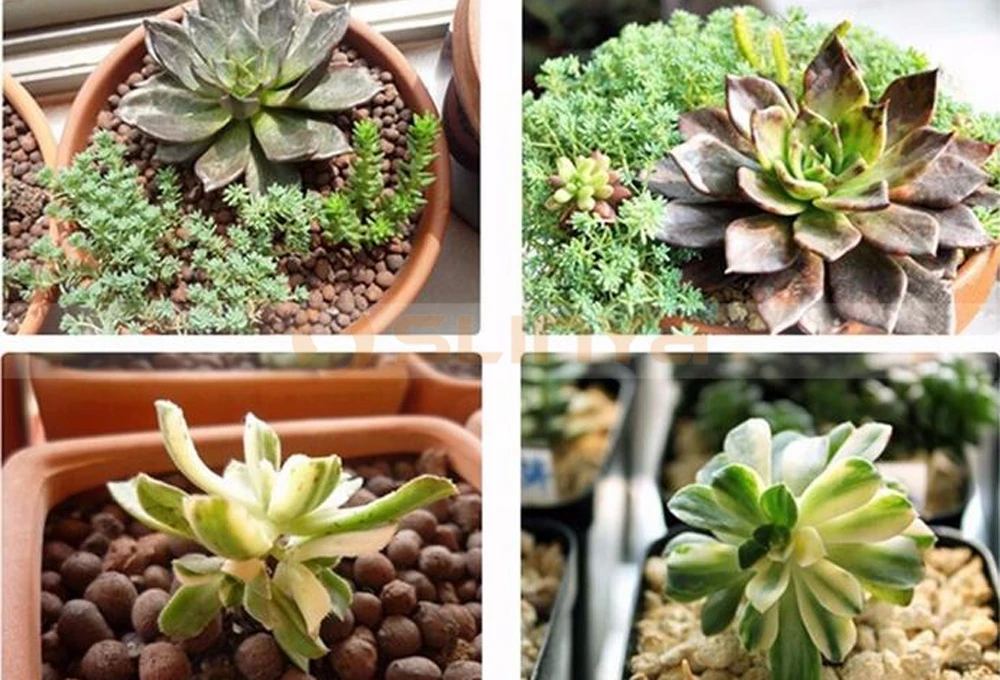 45W Full Spectrum Led Plant Lamp AC85~265V Hydroponics Flower Panel Grow Light