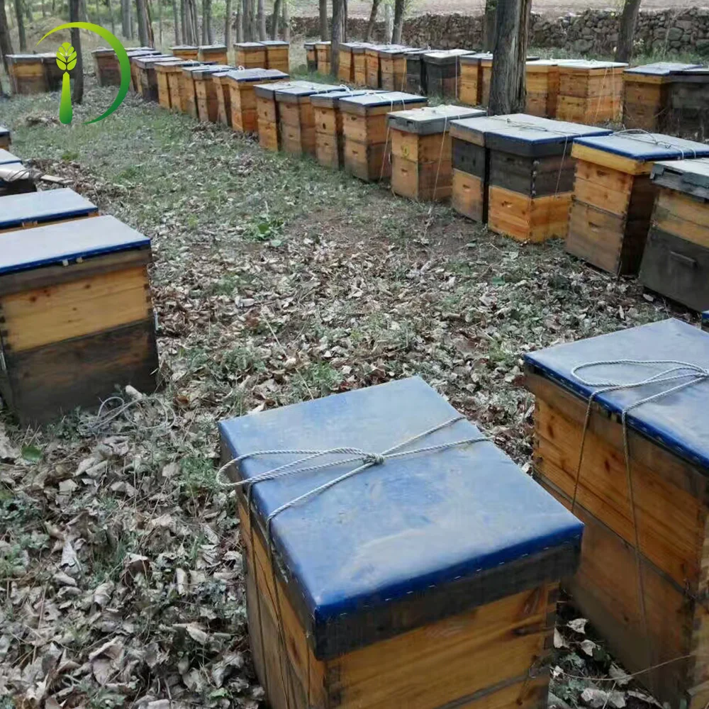 Golden Color Bee Products New Zealand Manuka Honey