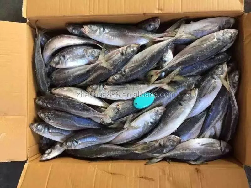 Seafrozen ставрида рыбы scad рыбы