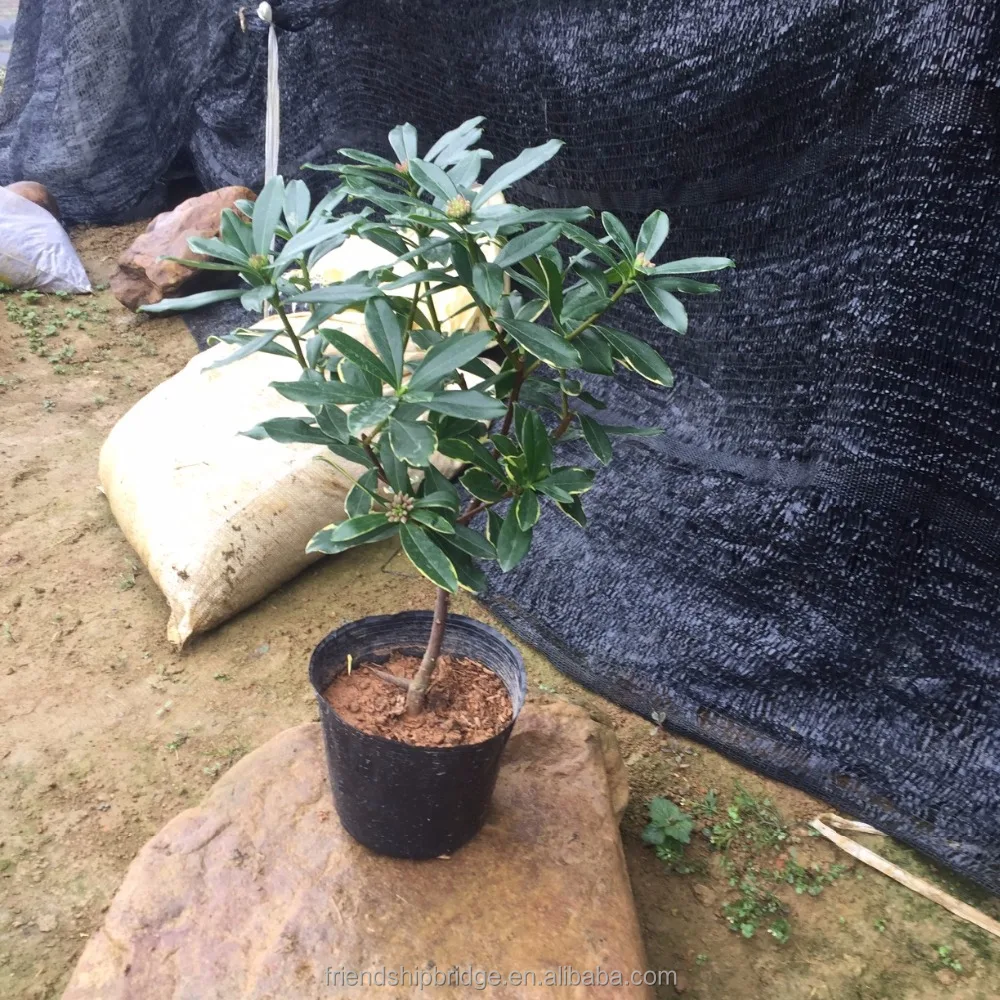 
Fragrant Flowering Tree Winter Daphne Daphne Odora Plants 