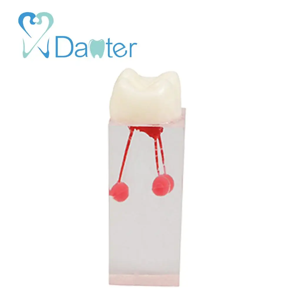 Dental Teeth Model of Root Canal Model