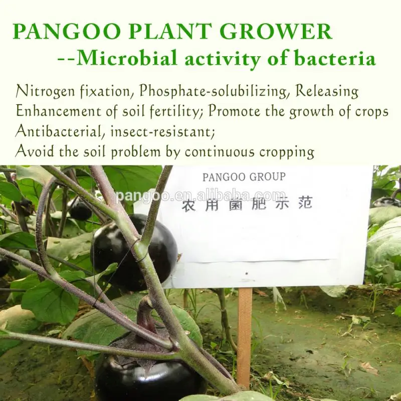 Silicate Bacteria Fertilizer Additives 10 bilion cfu/g for tomatoes, beans PANGOO PLANT GROWER