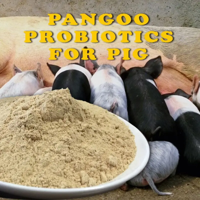 pangoo feed probiotics for pig enhance growth and immune function