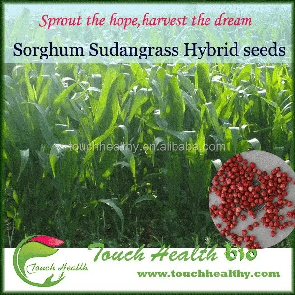 
2021 High Grade Sorghum Sudan Grass Seeds Sorghum Hybrid sudan grass Seeds For Cultivartion 