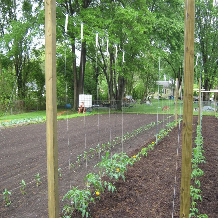Tomato Hook For Greenhouse Planting