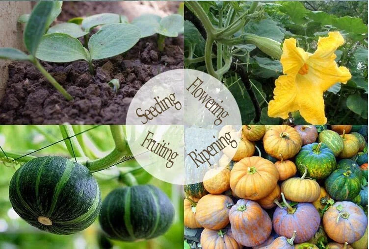 High quality Natural health Instant Pumpkin flakes breakfast food cereal flake factory