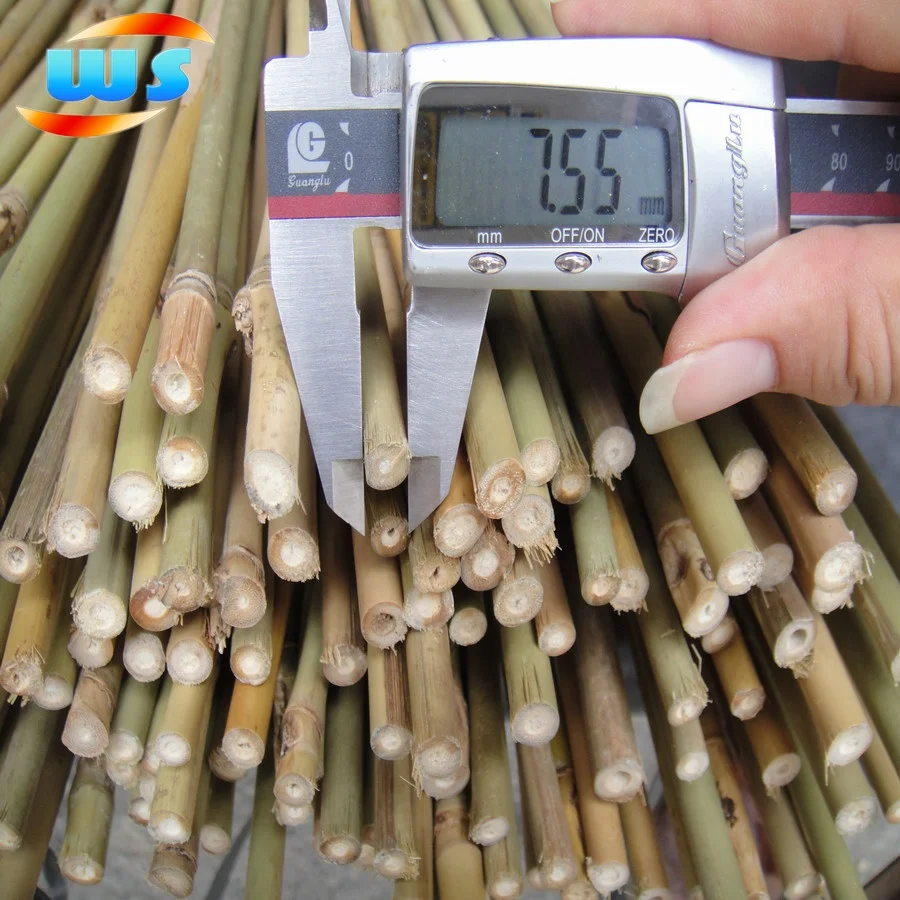 Raw bamboo cane