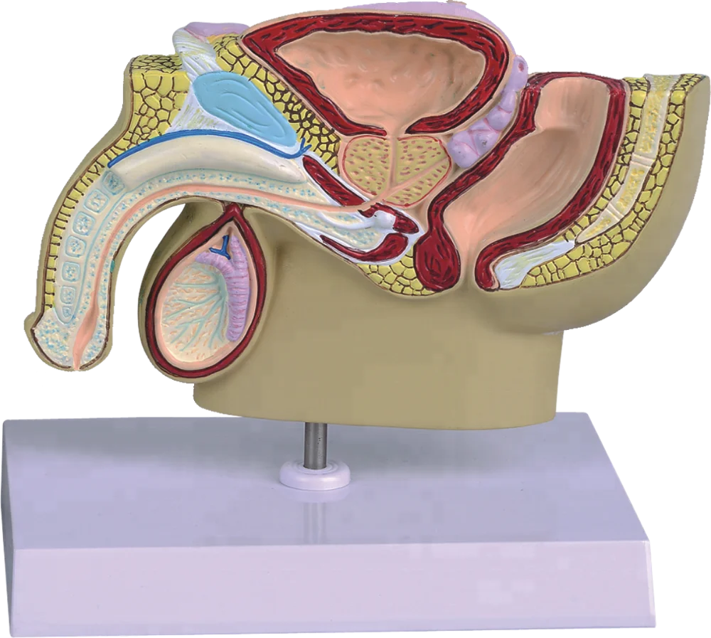 Male Pelvis Anatomic Model for Teaching