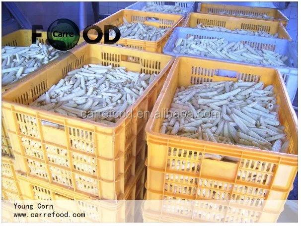 
Baby young corn 400 gram/fresh sweet baby corn cobs/Canned whole Young Baby Corn 