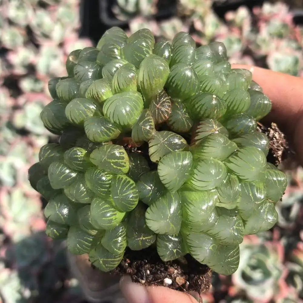
Wholesale Succulent Plants Haworthia obtusa f. truncata with LOW PRICE 