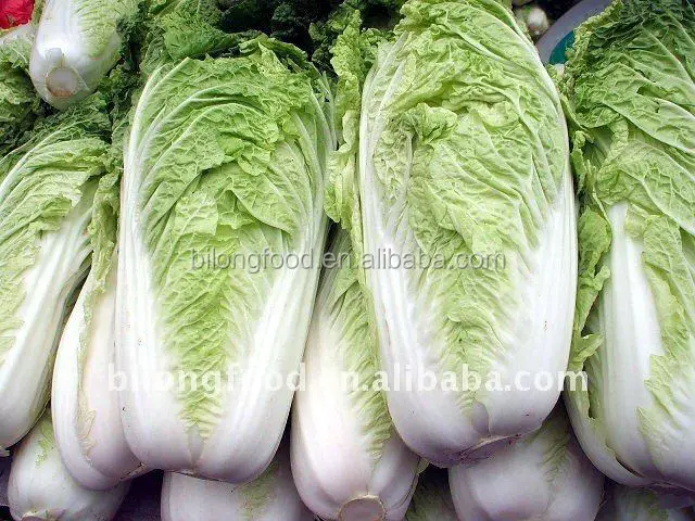 
2018 long white chinese cabbage from new farm (Shandong,Xiamen,Hebei) 