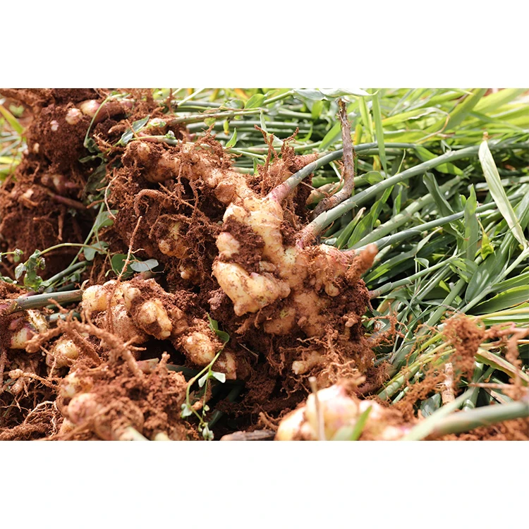 lemon ginger honey crystals high quality instant ginger tea powder for fighting chills