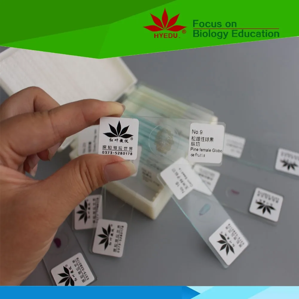 eggplant and fruit diseases prepared microscope botany pathology slides for research