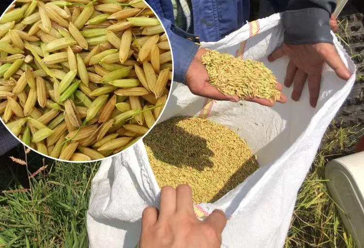 
High efficiency combine garlic harvester factory price 