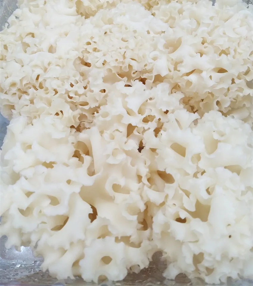 Detan Fresh Sparassis Crispa Mushroom Price