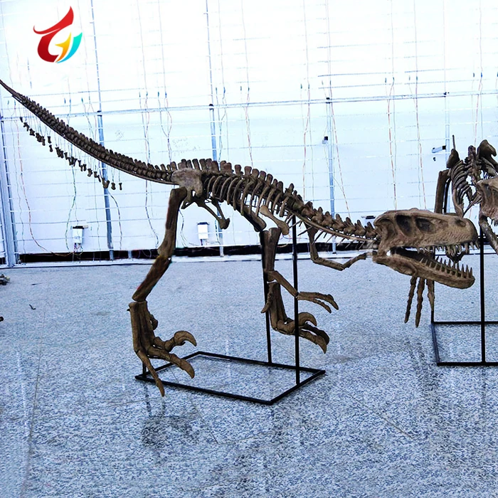 Museum Decorative Dinosaur Fossils Model for Sale