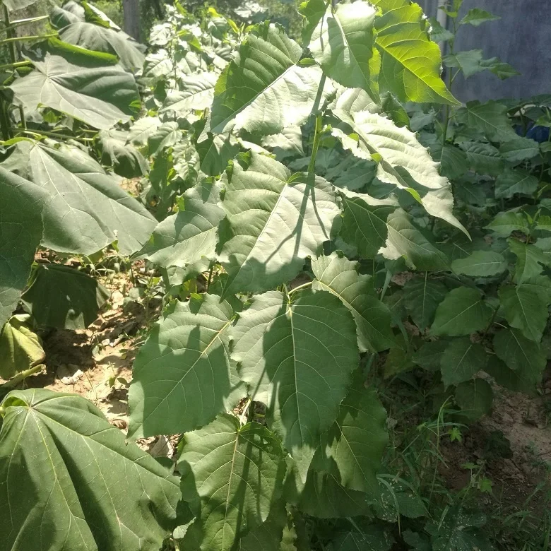 
Yang shu fast growth cold resistant not catkin male Alamo trunk cutting plants 