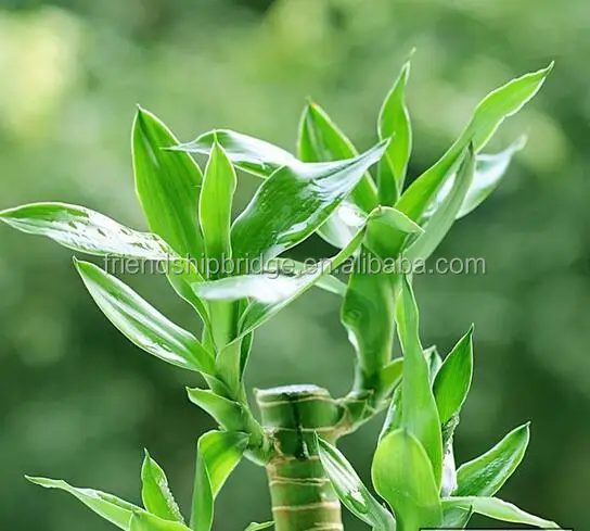 
 Счастливый бамбук  