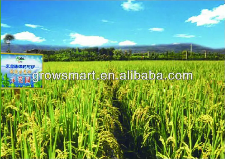 Органическое удобрение из водорослей саргассум для сельского хозяйства