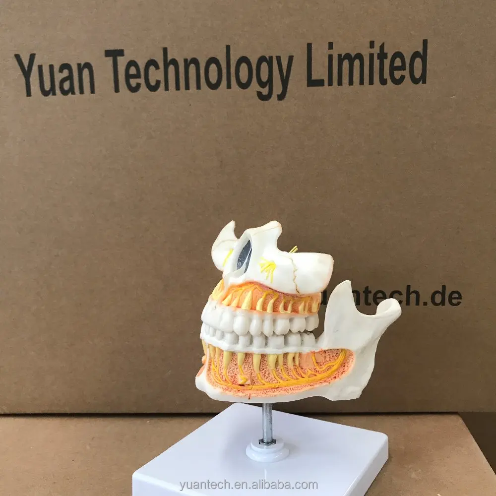 Enlarged Dental Adult(permanent) Teeth Anatomy Structure Model