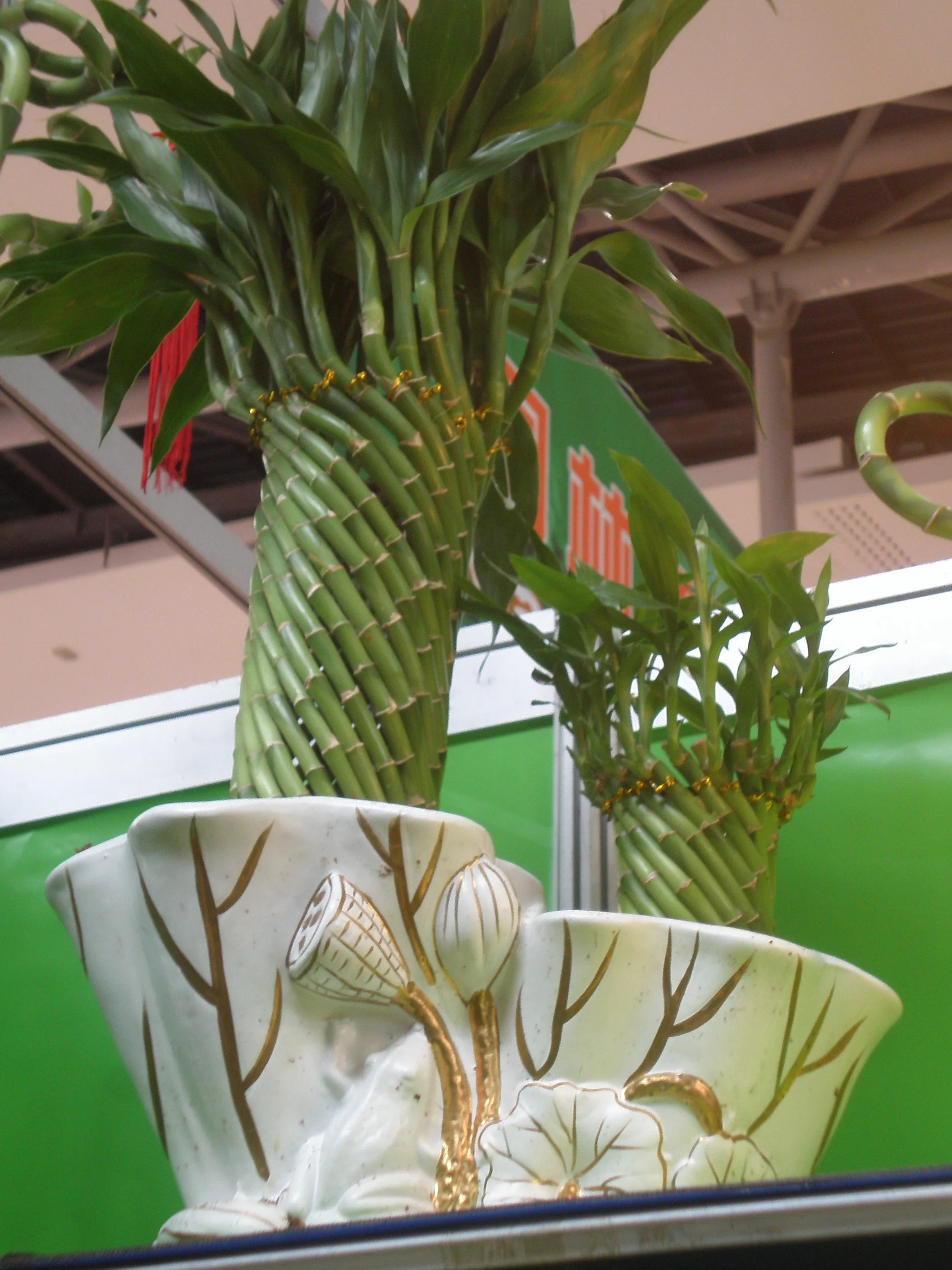 
Fengshui wheel lucky bamboo dracaena sanderiana 