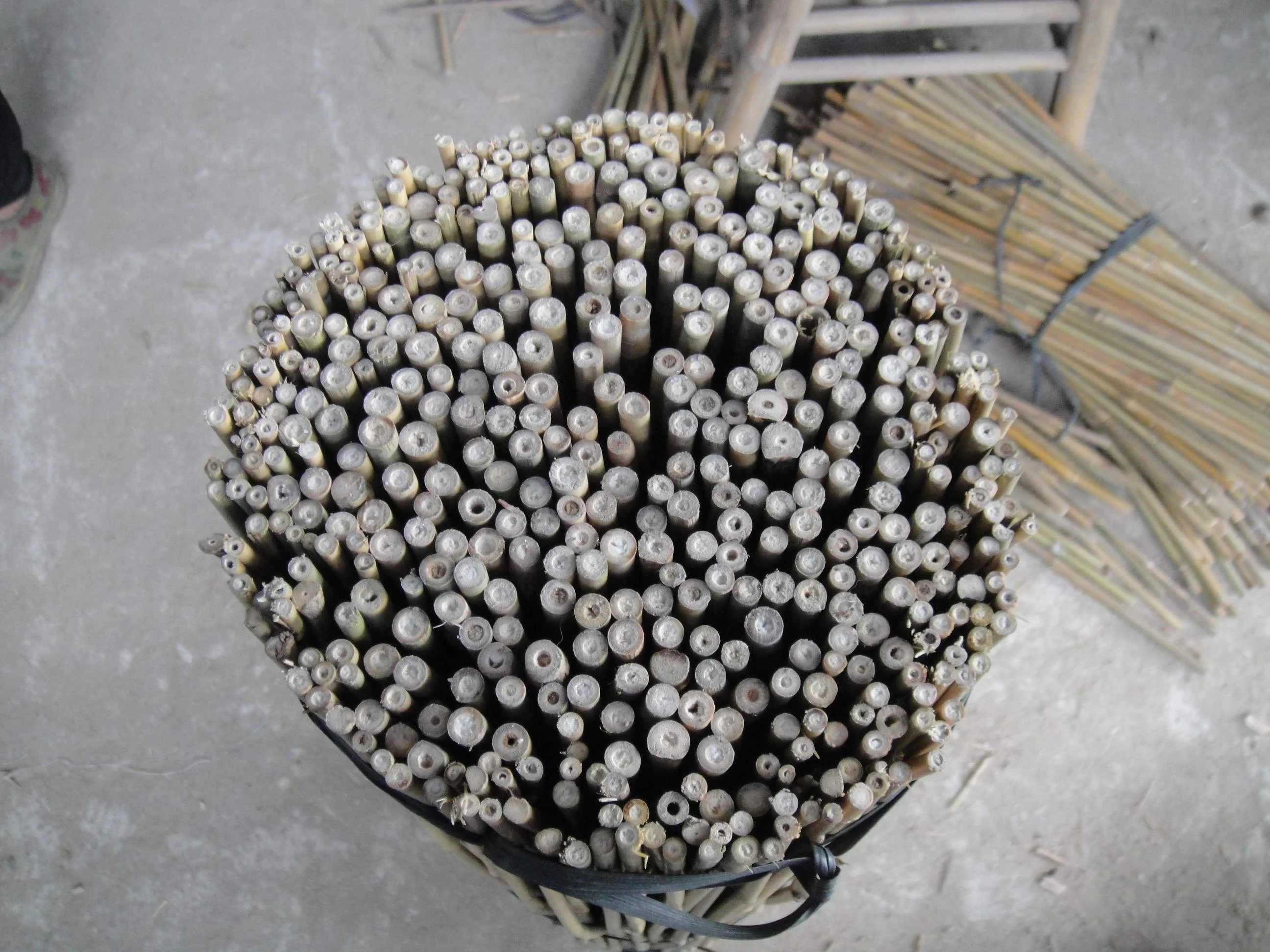 Bamboo for plant support (Olive tree support)