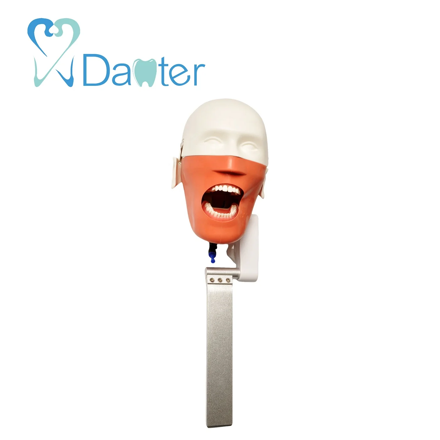 China Supplier Manikin Bench Mounted Simple Phantom Head Model for Dentist Education