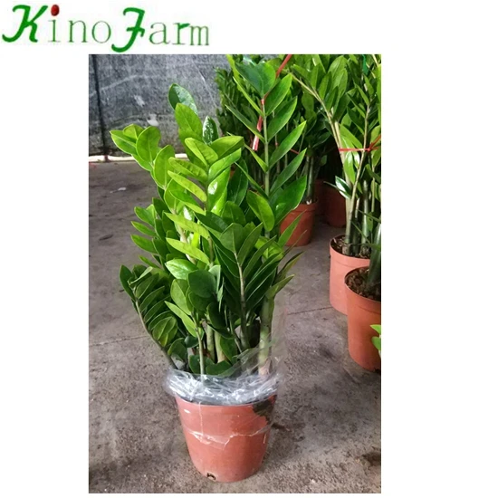 
Zamioculcas 