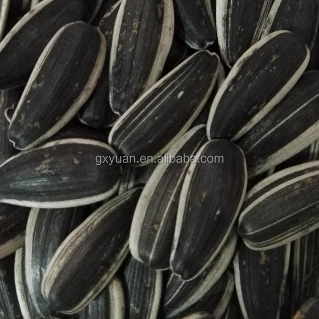 Sunflower Seeds, Inner mongolia